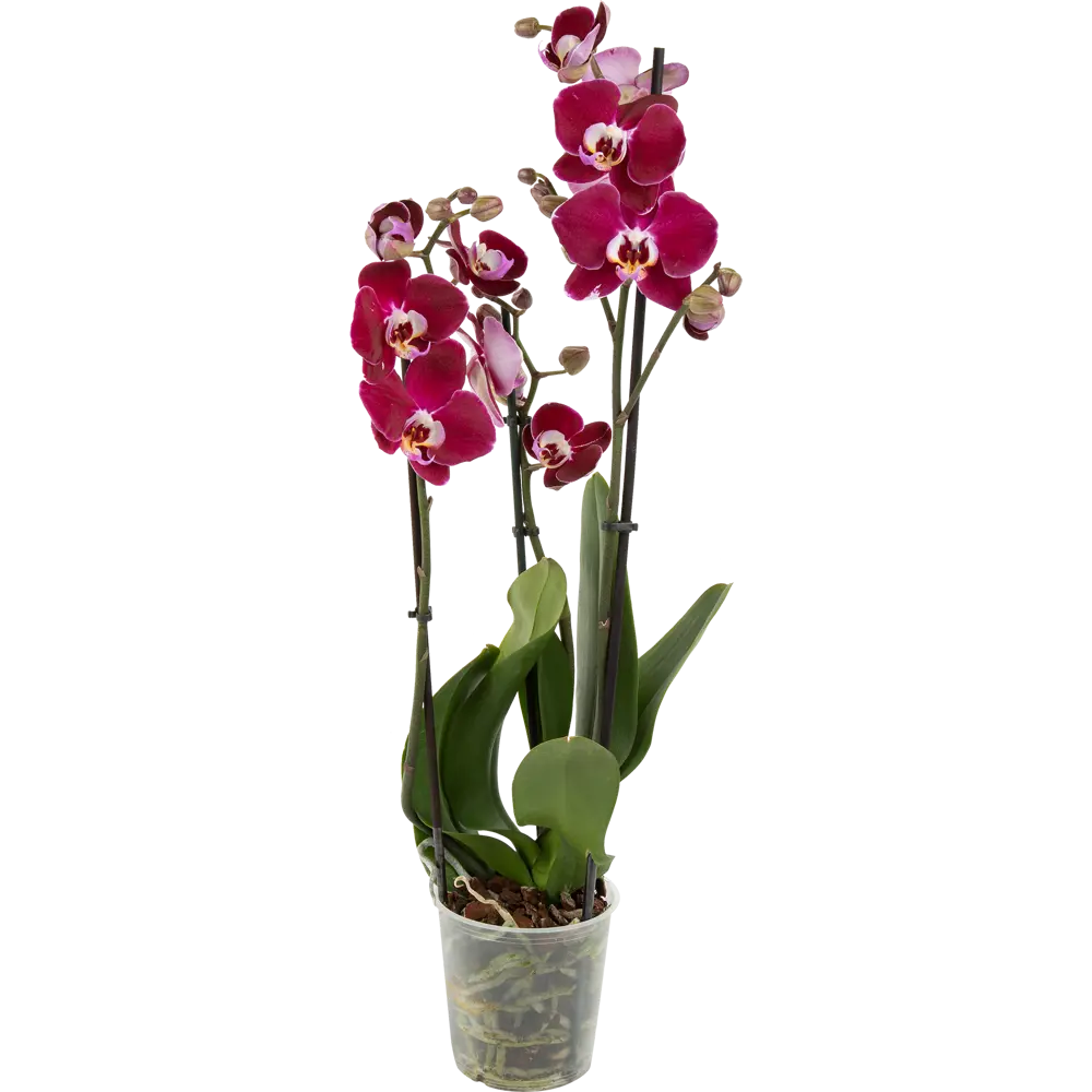Орхидея Фаленопсис Магдалена ø12 h65 см Santreyd STLM-2128650