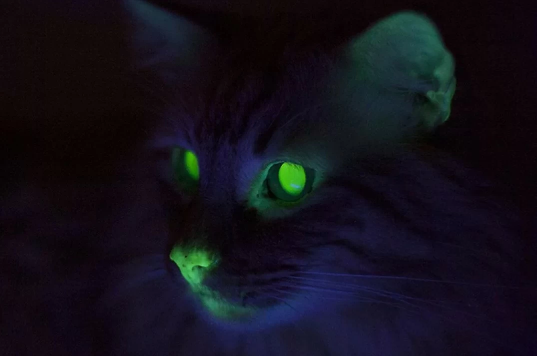 Исследовательская работа Почему у кошки светятся глаза?