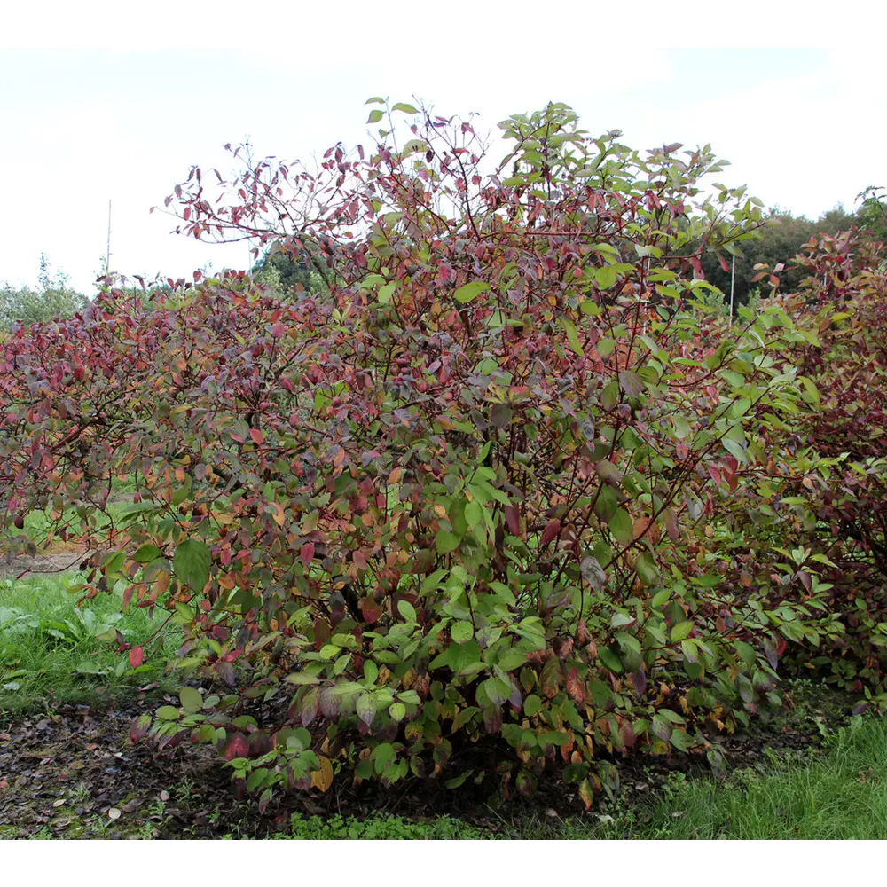 Дерен белый Сибирика ø19 h40 - 60 см 87691084 STLM-2159675 PLANTMARKET 