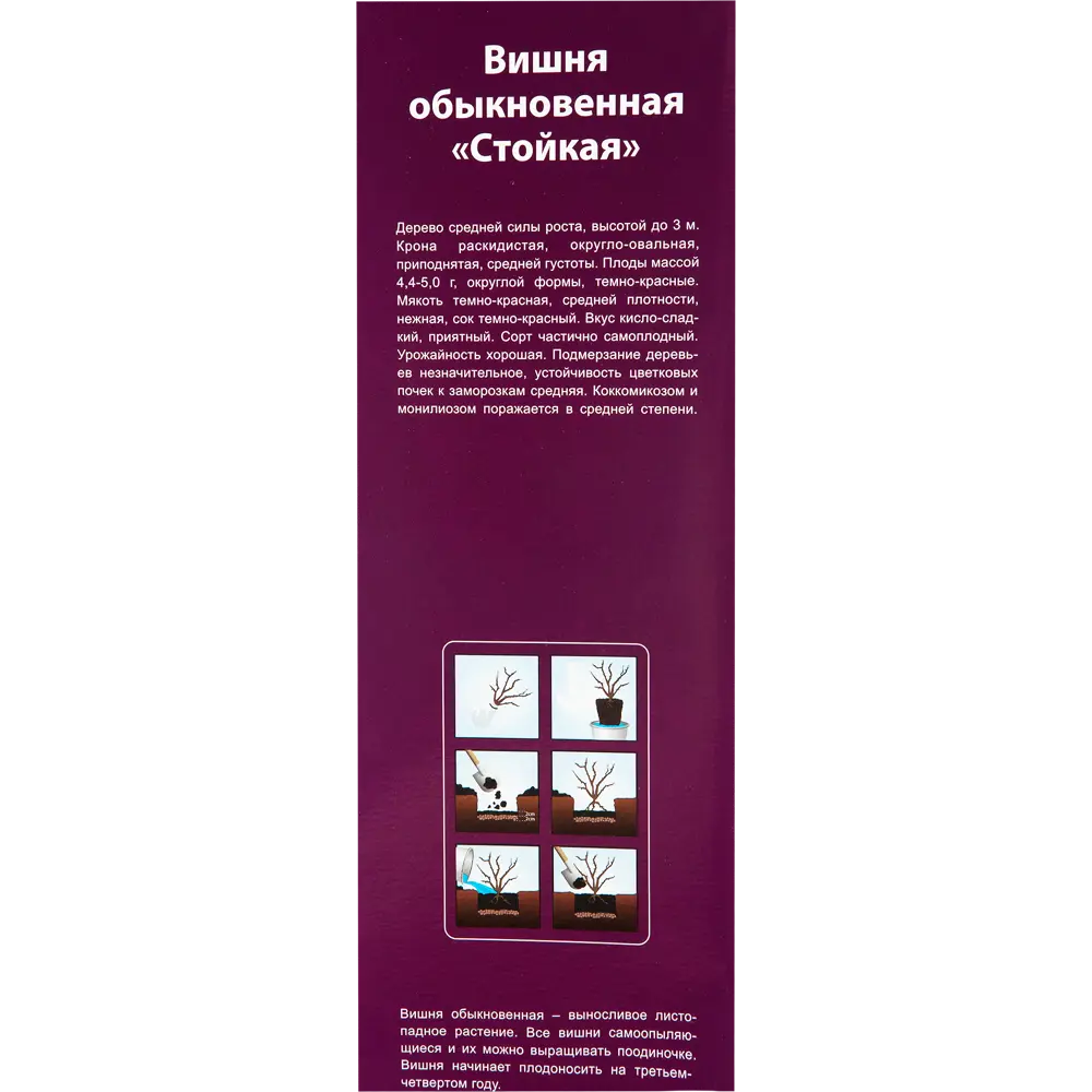 Вишня «Стойкая» в тубе 82142871 STLM-2002215 Santreyd  - Вид №2