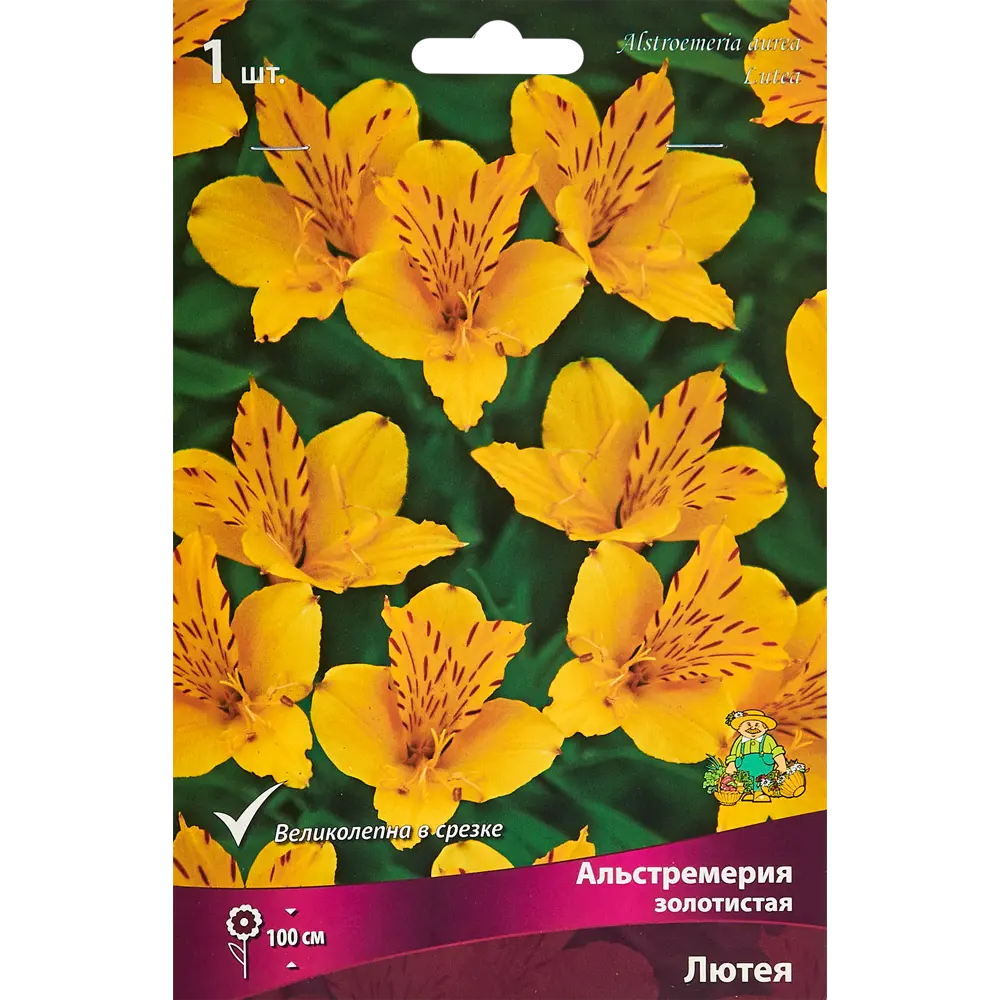 Альстремерия Лютея ПОИСК STLM-2153018