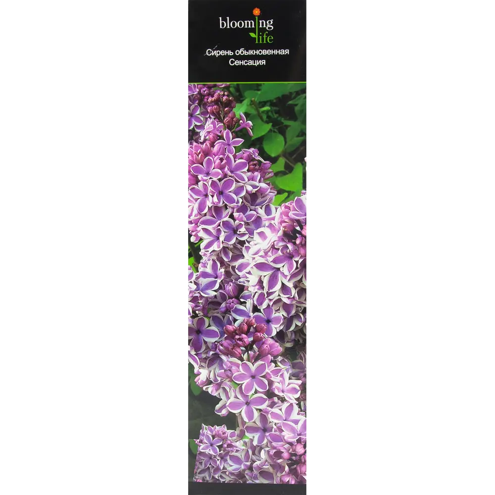Сирень обыкновенная Сенсация в тубе BLOOMING LIFE STLM-2173184