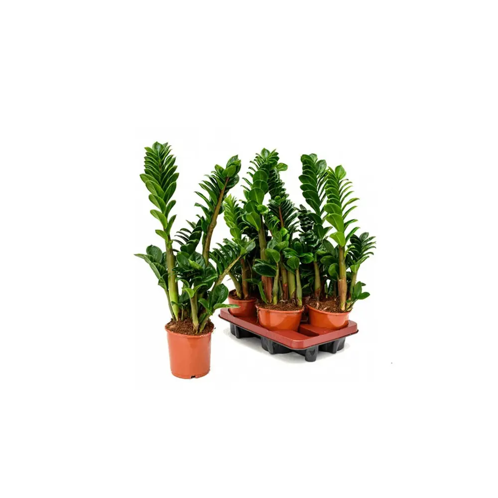 Замиокулькас Замифолия — комнатное растение для озеленения интерьера 89441703 Santreyd STLM-1584873