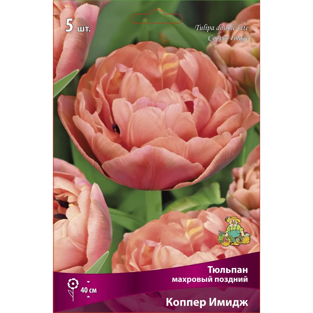 Тюльпан махровый поздний Коппер Имидж 11/12, 5 шт ПОИСК STLM-2027641