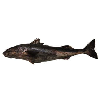 Черная треска свежемороженая 1 - 1,5 кг Santreyd 24436 - Вид №1