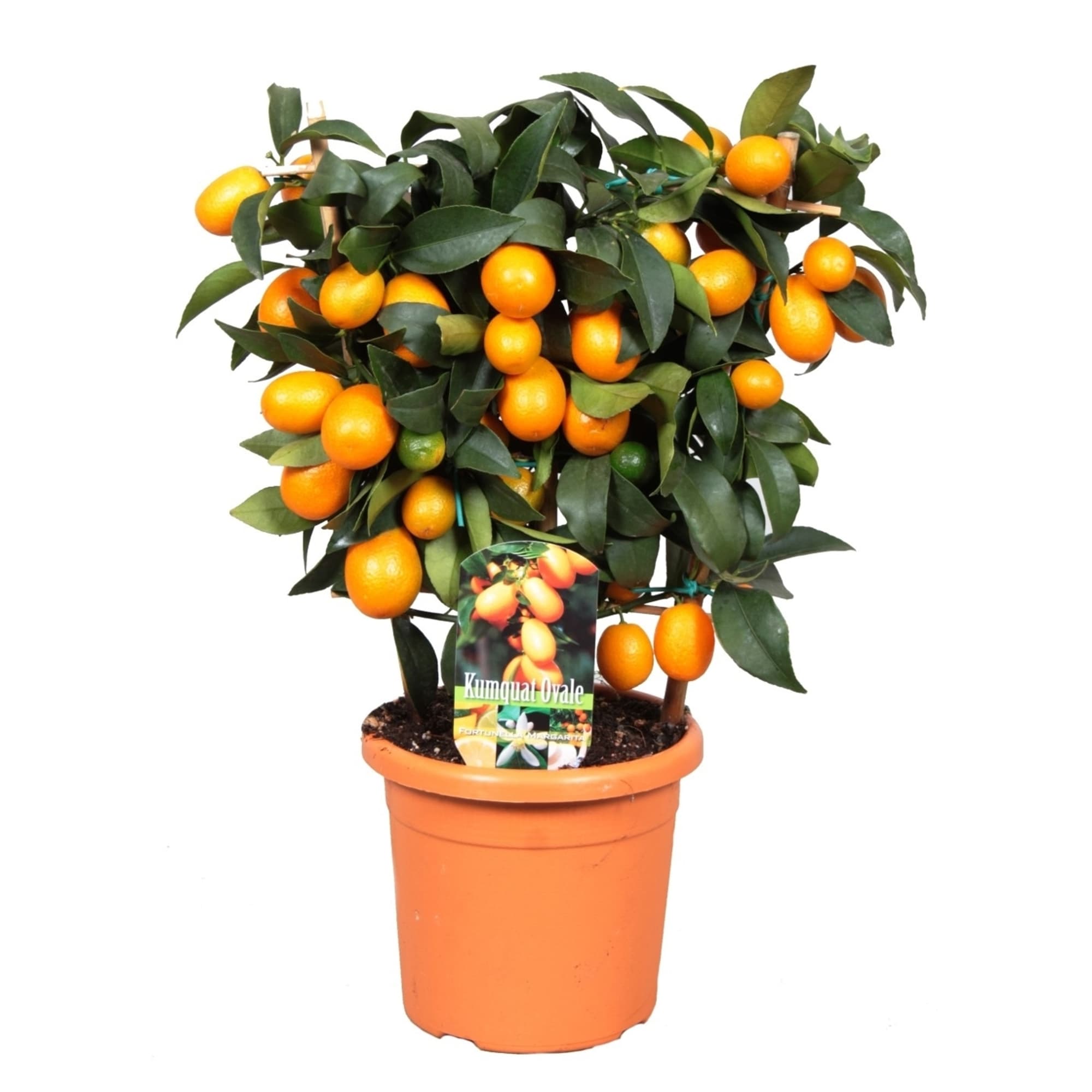 81959334 Цитрофартунелла «Микрокарпа» Santreyd  - Вид №2