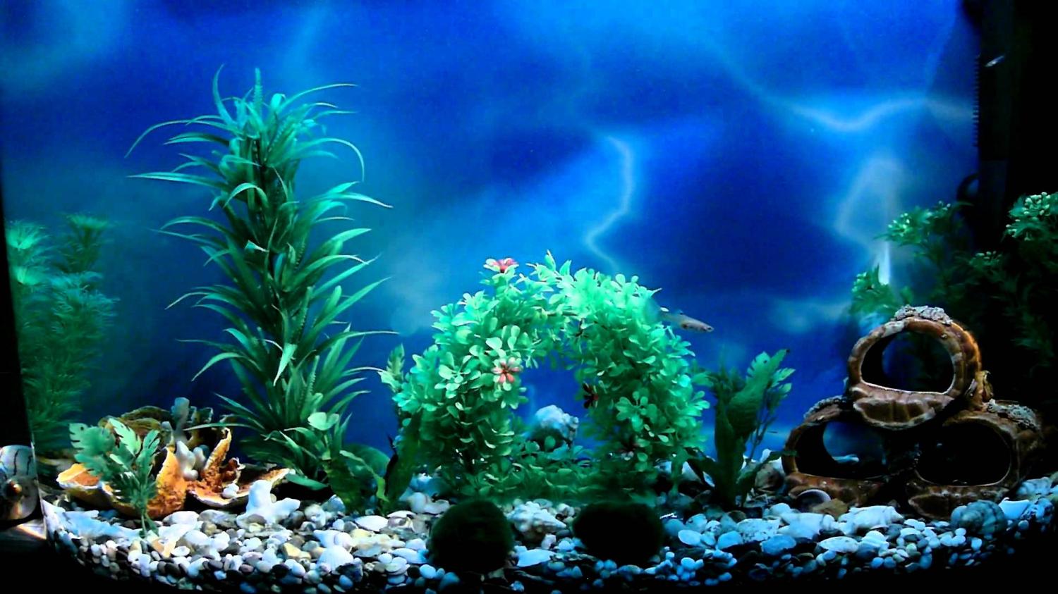 Правильное освещение аквариума