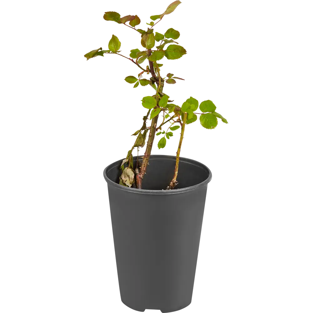 Роза чайно-гибридная ø15 h55 см 84827555 STLM-2046019 PLANTMARKET  - Вид №1
