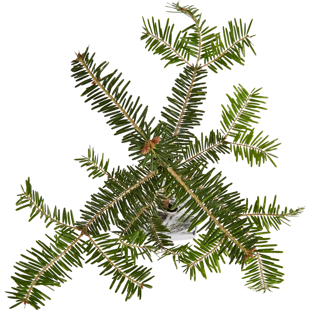 Пихта Корейская в новогоднем пакете P9 h20 см Santreyd STLM-2008821 - Вид №3