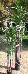 5627 883 a3 Искусственный сахарный тростник, 5 стеблей, в горшке, 150 см, зеленый H-andreas