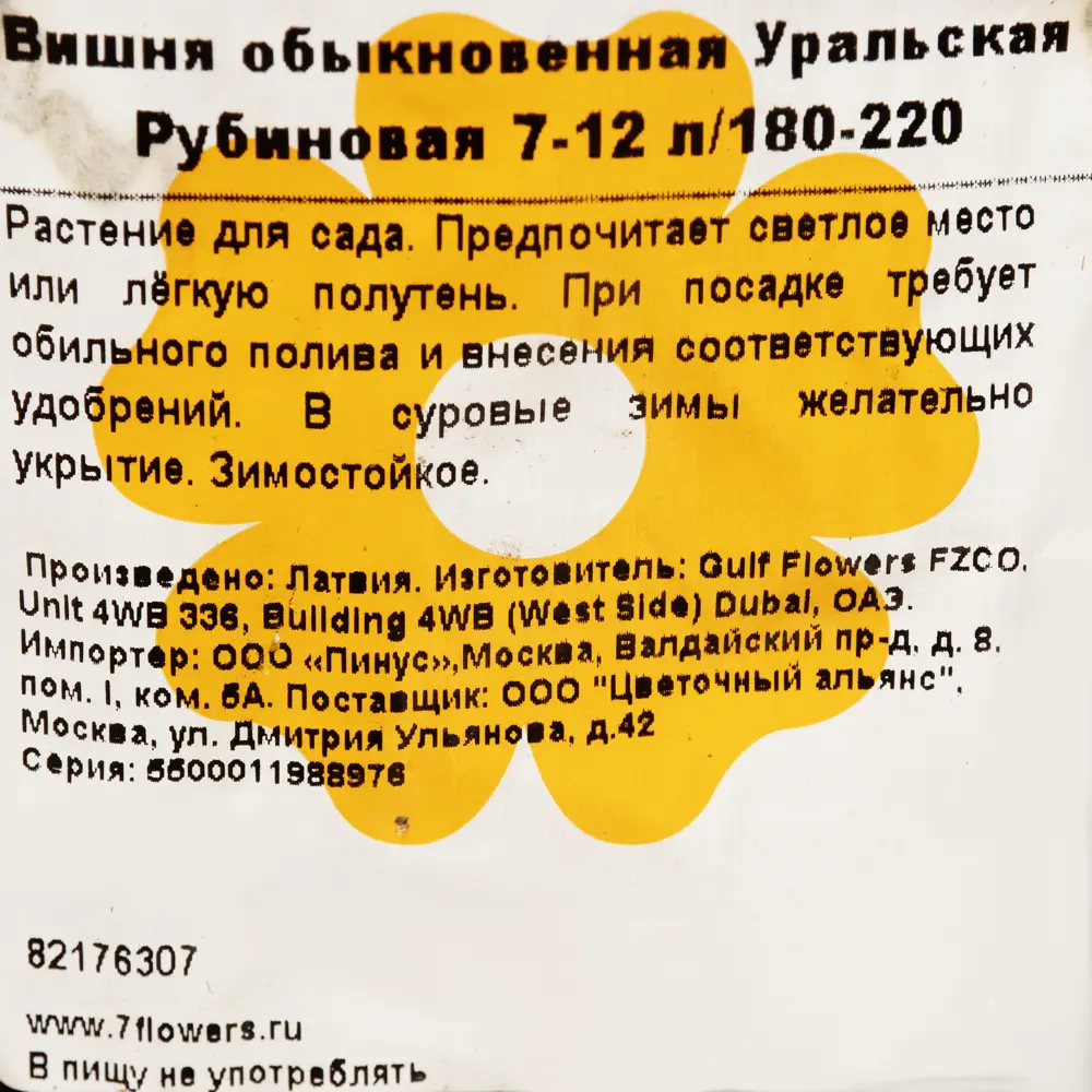 Вишня «Уральская Рубиновая» 7-12 л 180-220 см 82176307 STLM-2108818 Santreyd  - Вид №1