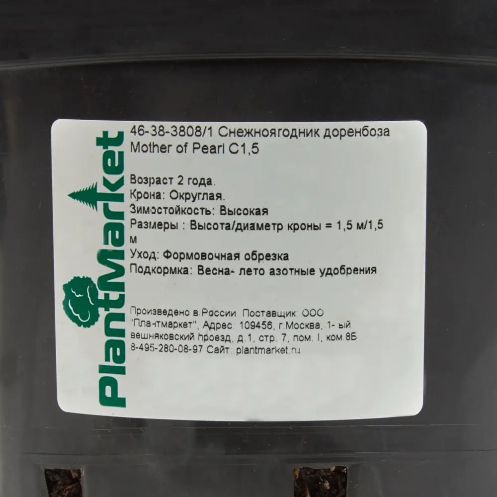Снежноягодник доренбоза «Мазер оф» C1.5 PLANTMARKET STLM-2037277 - Вид №1