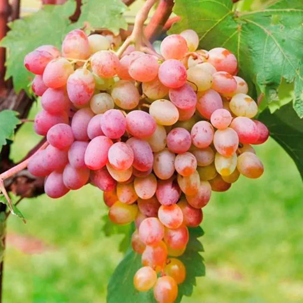 Виноград культурный Ливия 89465418 STLM-2051187 PLANTMARKET 
