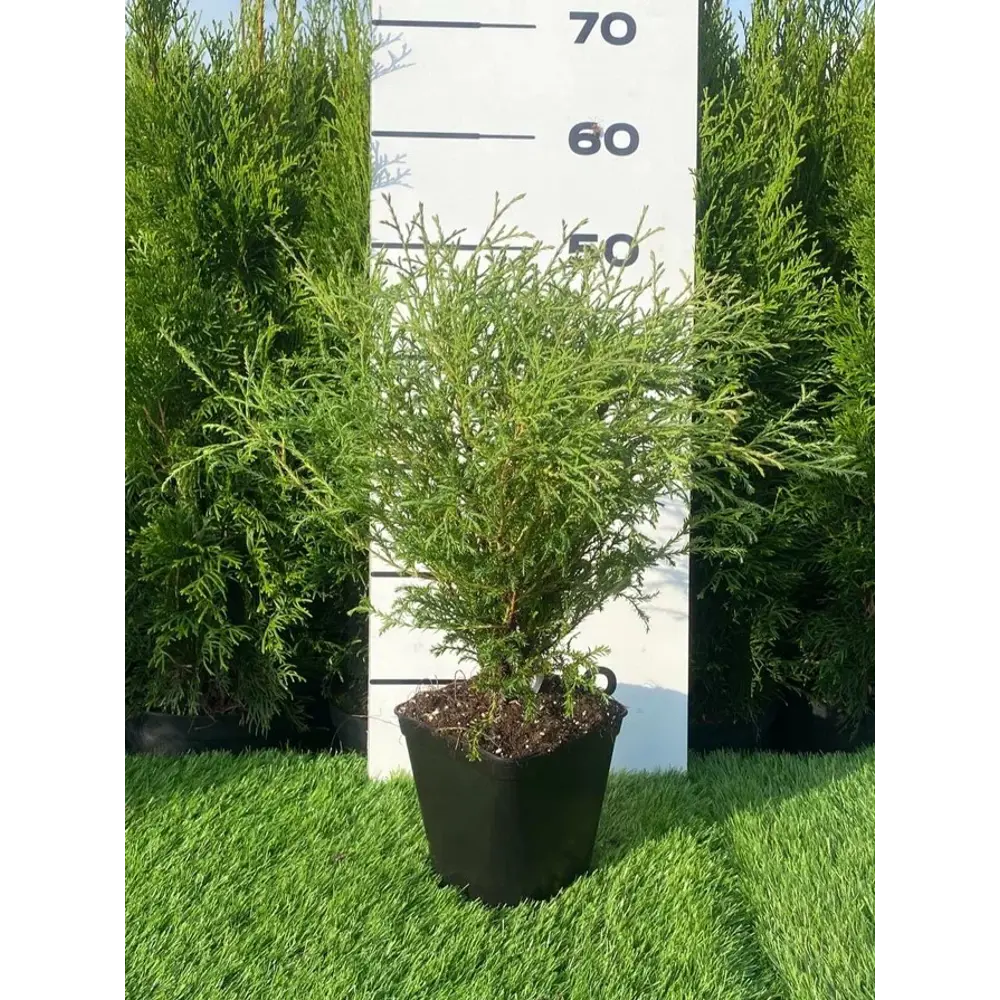 Туя Боулинг Болл h20 - 40 см 89355451 STLM-2013690 Santreyd 