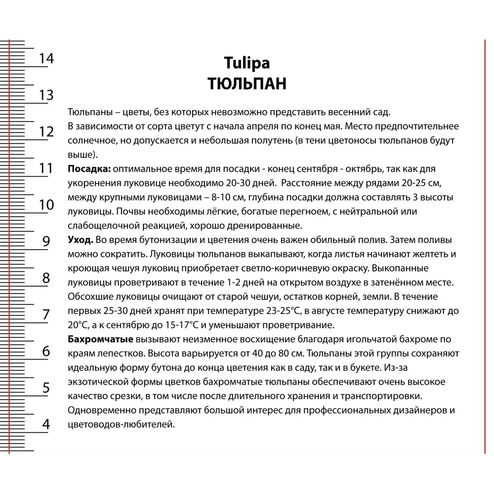 Тюльпан Дарвинов гибрид Фостери Кинг 3 шт ПОИСК STLM-2015464 - Вид №2