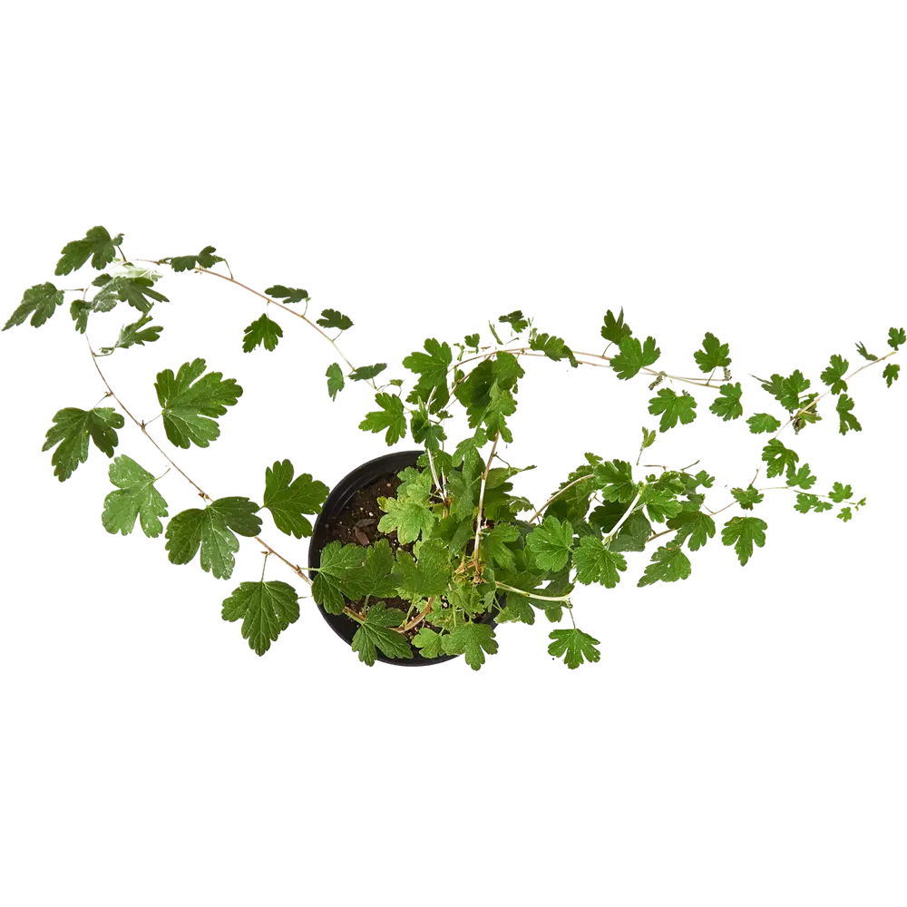 Крыжовник обыкновенный Садко ø15 h45 см PLANTMARKET STLM-2006756 - Вид №2