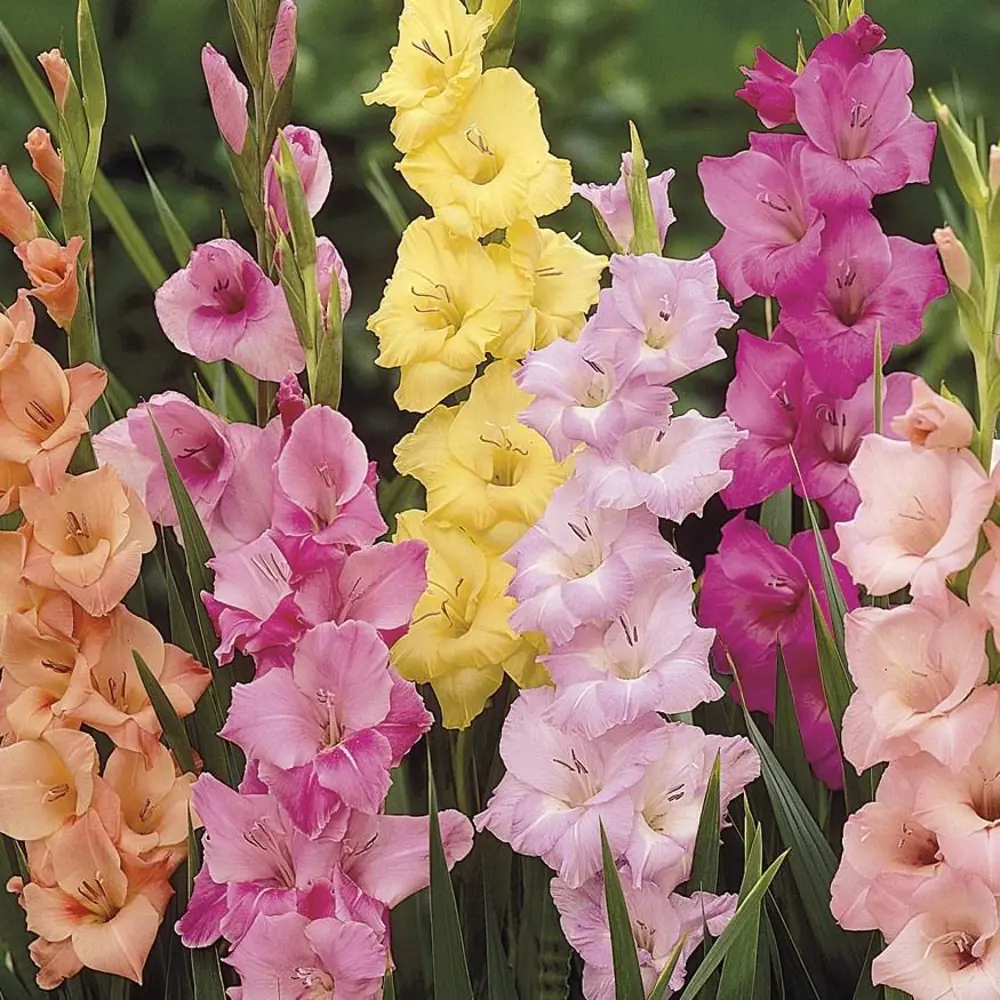 Гладиолус Geolia «Pastel mixed», 10х12 см STLM-2053440