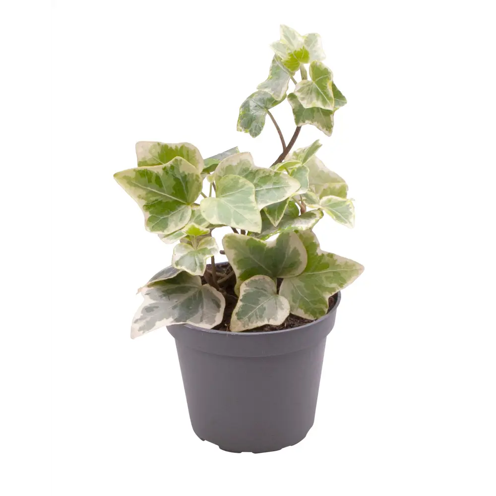 Santreyd Хедера Хеликс Вариегатная — комнатная лиана с ажурной листвой 89375035 STLM-0951533