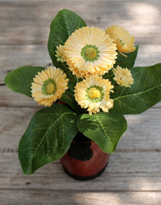 3029 330 a2 Искусственный цветок Bellis, в горшке, 6-цветков, 15 см, желтый H-andreas