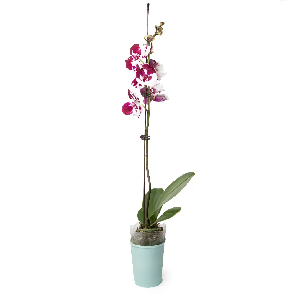 Орхидея Фаленопсис микс ø10 h55 - 70 см Santreyd STLM-2155997