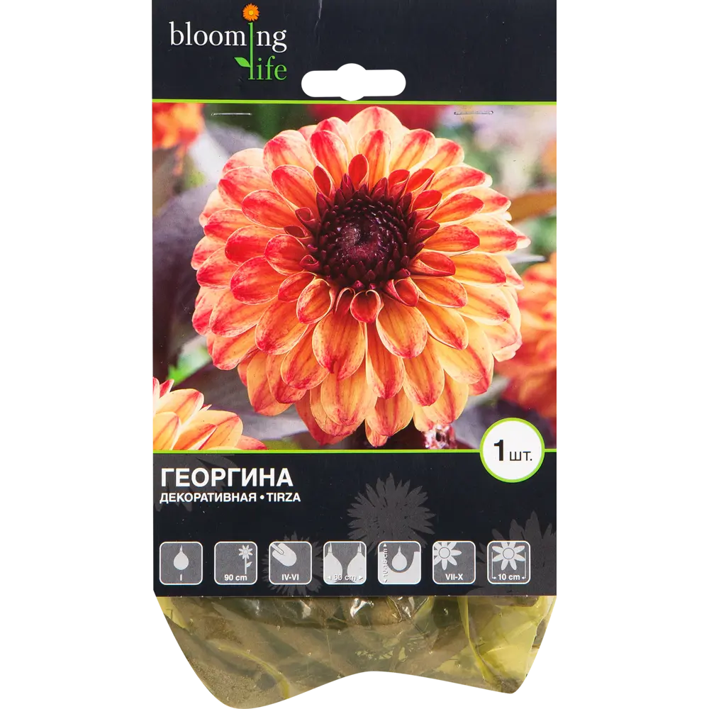 Георгина «Тирза» BLOOMING LIFE STLM-2186306