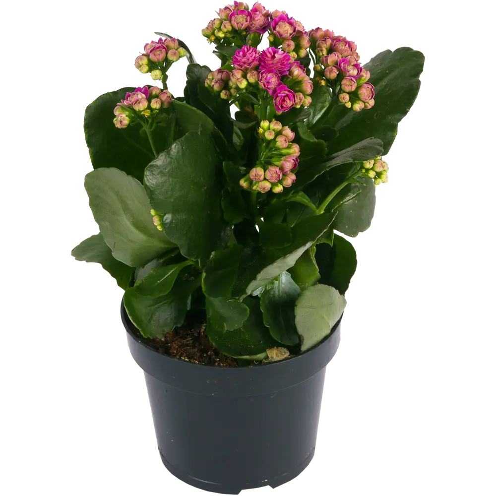 Каланхое «Розалина» микс d12 h27 18785774 STLM-2081900 Santreyd 