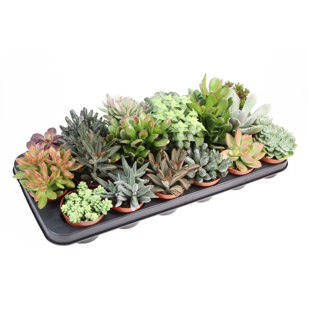 Суккулент микс в горшке ø8.5 см 89441632 Santreyd STLM-1580143