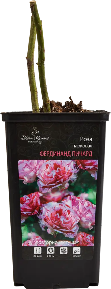 84721377 Саженец Роза парковая микс ø12 h30 см Цветочный альянс STLM-0054018