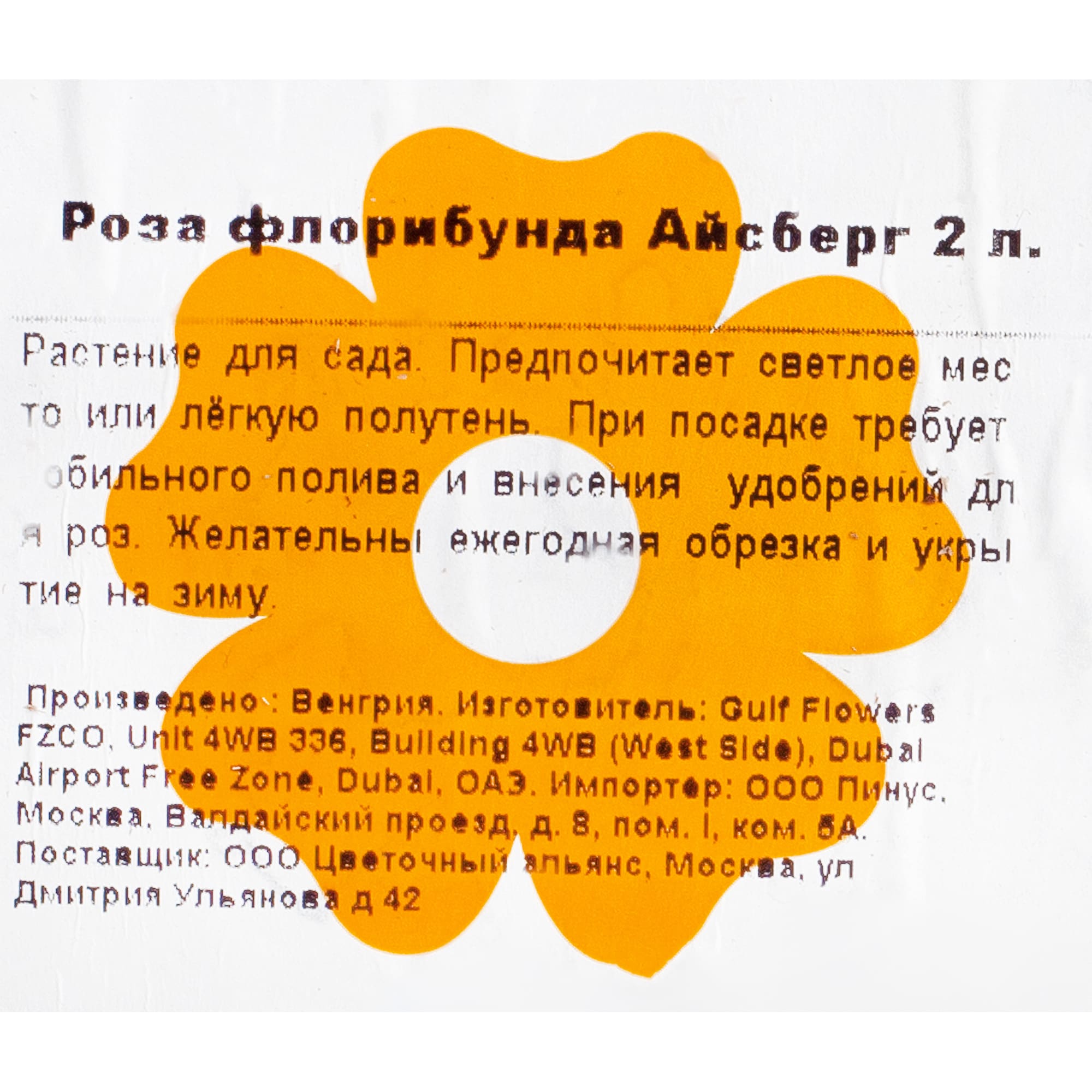 82155585 Роза флорибунда Айсберг 2 л Santreyd  - Вид №1
