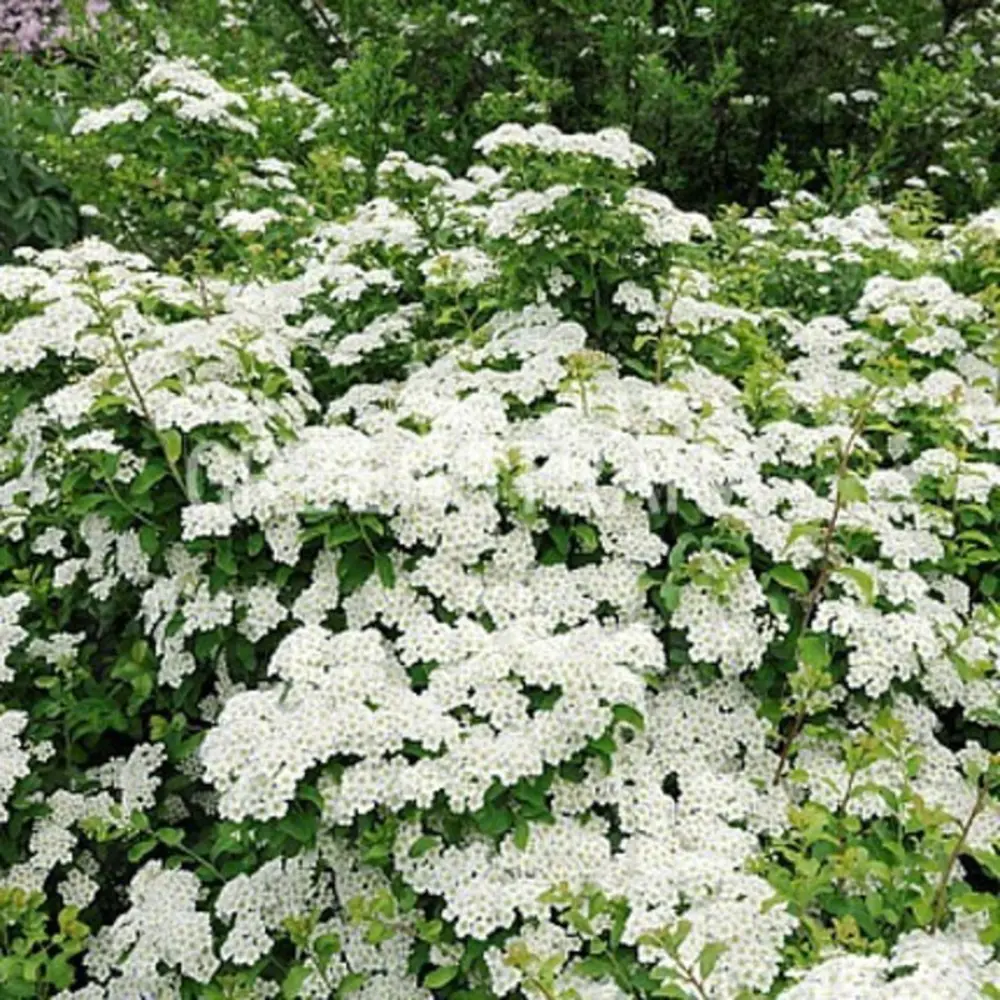 Спирея ниппонская Халвард Сильвер ø19 h20 - 40 см 87691080 STLM-2185108 PLANTMARKET 