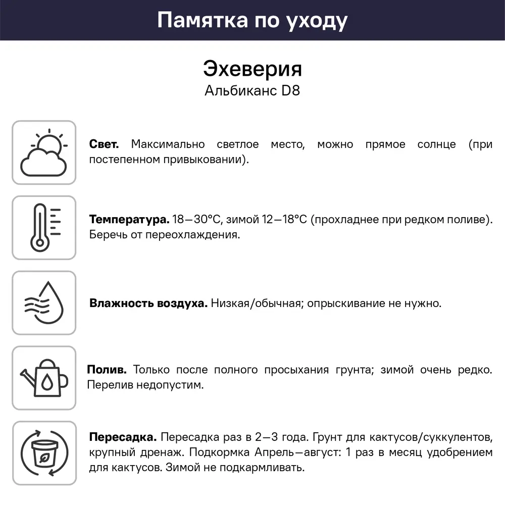 Эхеверия Альбиканс ø8 h4 см 89447841 STLM-2140614 Santreyd  - Вид №4