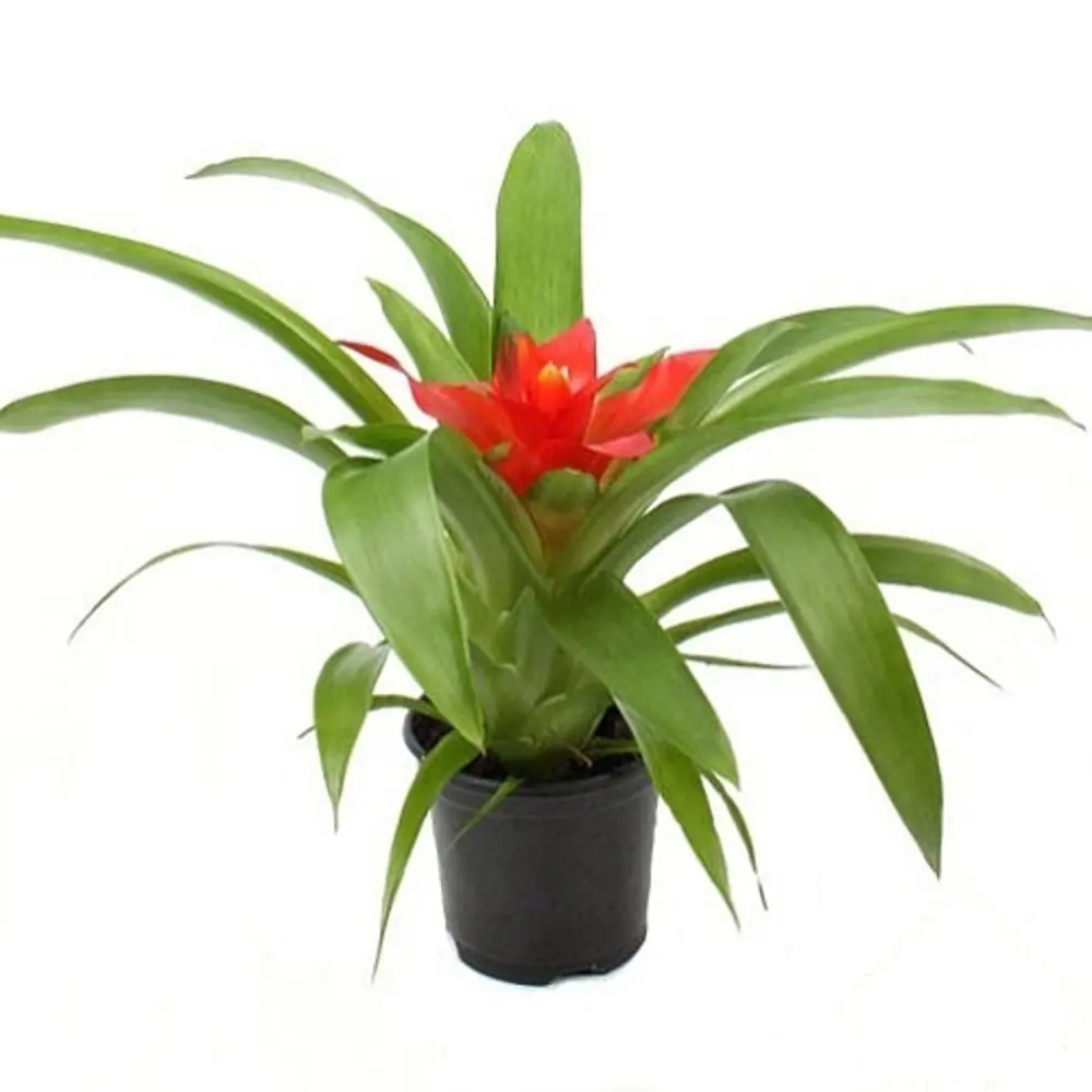 Гузмания Красная Мини 9х20 см 12723572 STLM-2190396 Santreyd 