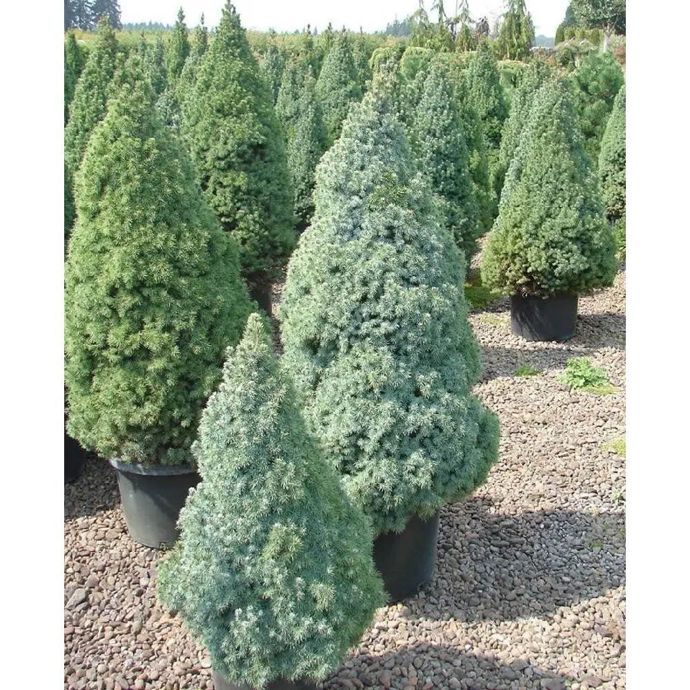 Ель сизая Сандерс Блю ø14 h50 см PLANTMARKET STLM-2083891