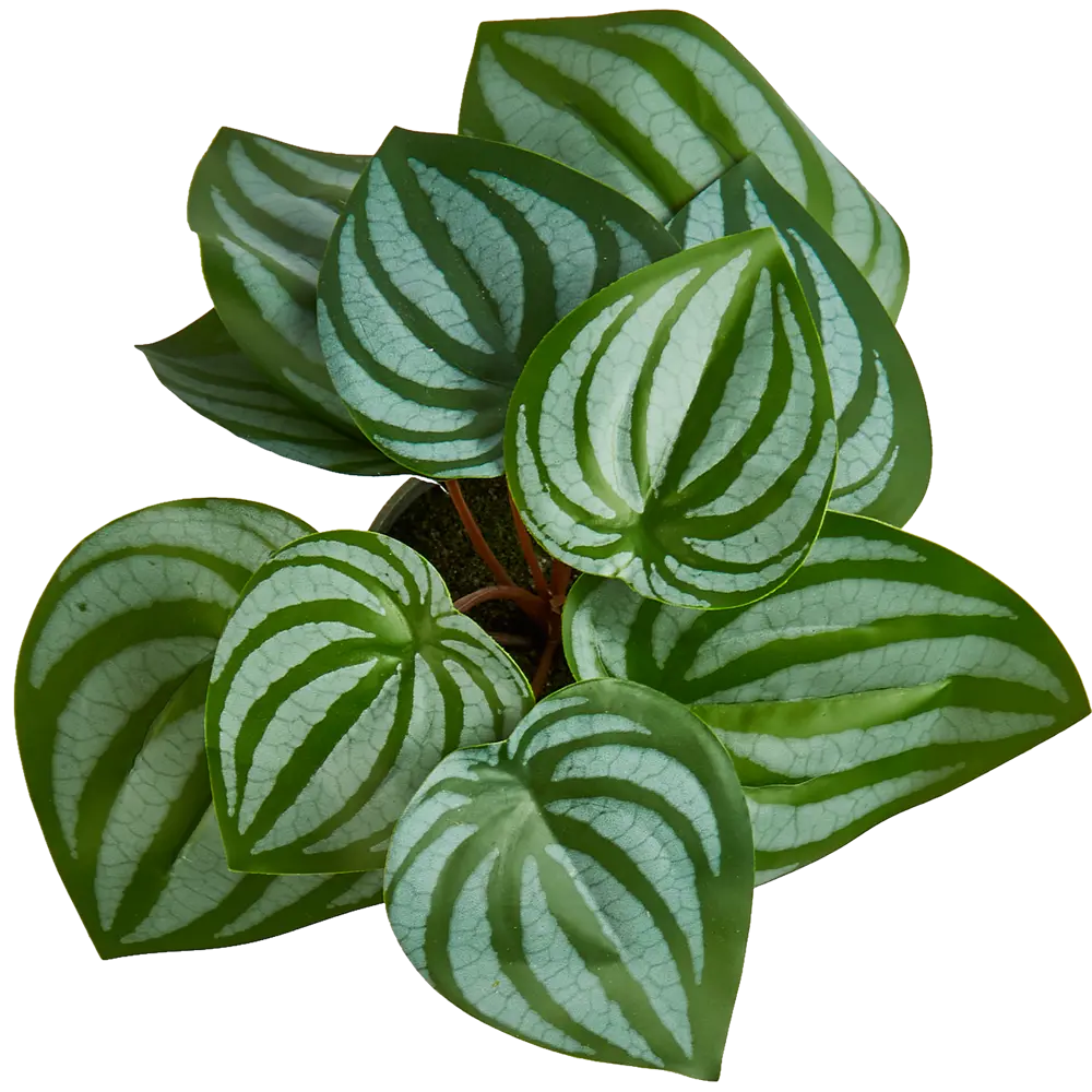 Искусственное растение в пластиковом горшке Atmosphera Калатея D17x18 см микс STLM-2147170 - Вид №1