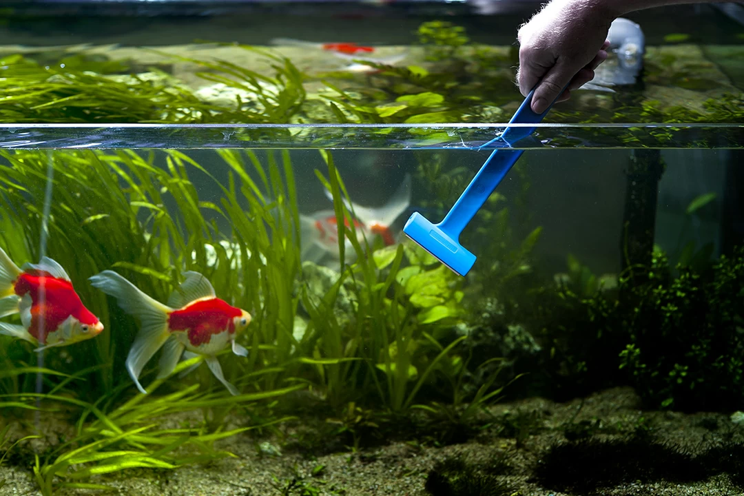 Разовая чистка аквариума