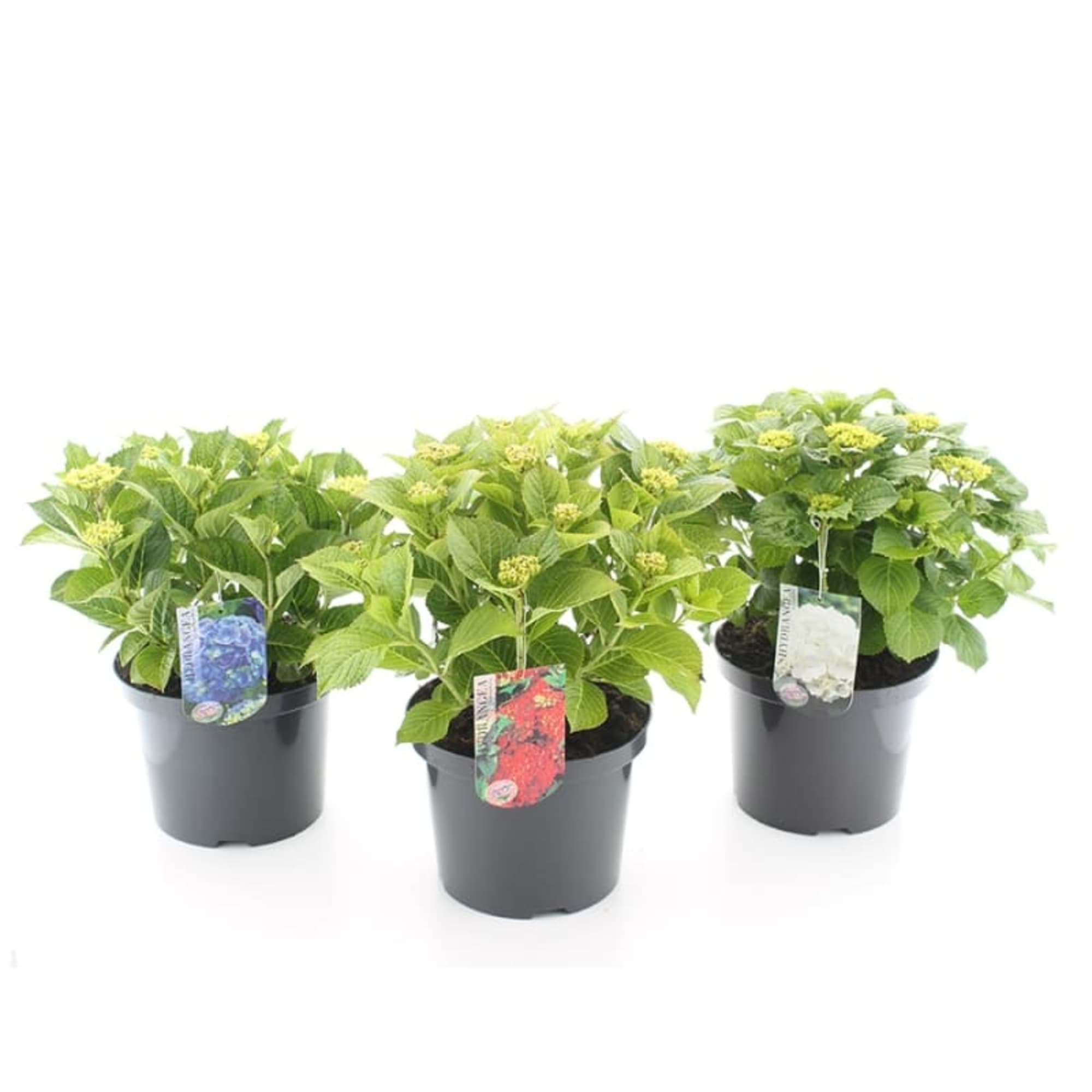 85195112 Гидрангея микс ø23 h40 см Santreyd 