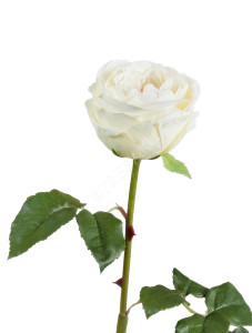 30.03150254WH Роза Джема белая ваниль Цветочная коллекция