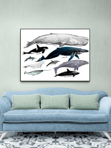 98272063 Постер Разновидность китов 60x90 см в раме STLM-0615341 ПРОСТОПОСТЕР