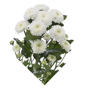 Хризантема кустовая коконат 70 см Santreyd 25268 - Вид №1