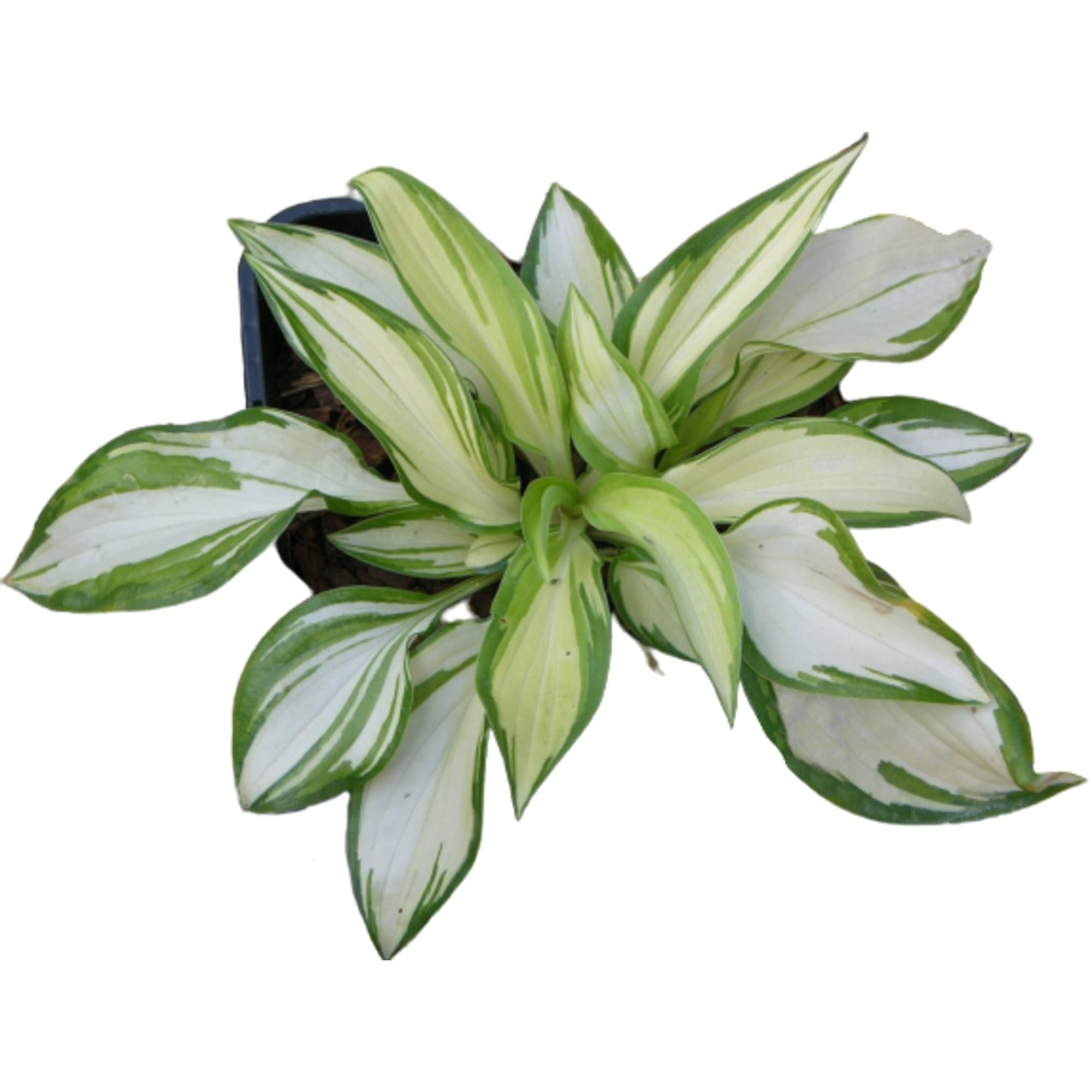 82595146 Хоста «Белые перья» 15x15 см Santreyd 