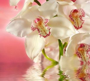 93766155 Фотообои Ф 004 300х270 см Розовая орхидея STLM-0567411 DELICEDECOR