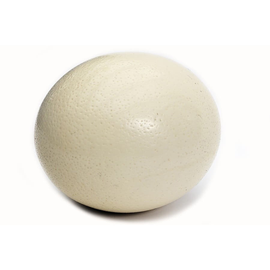 Яйцо страуса Santreyd 18927 - Вид №1