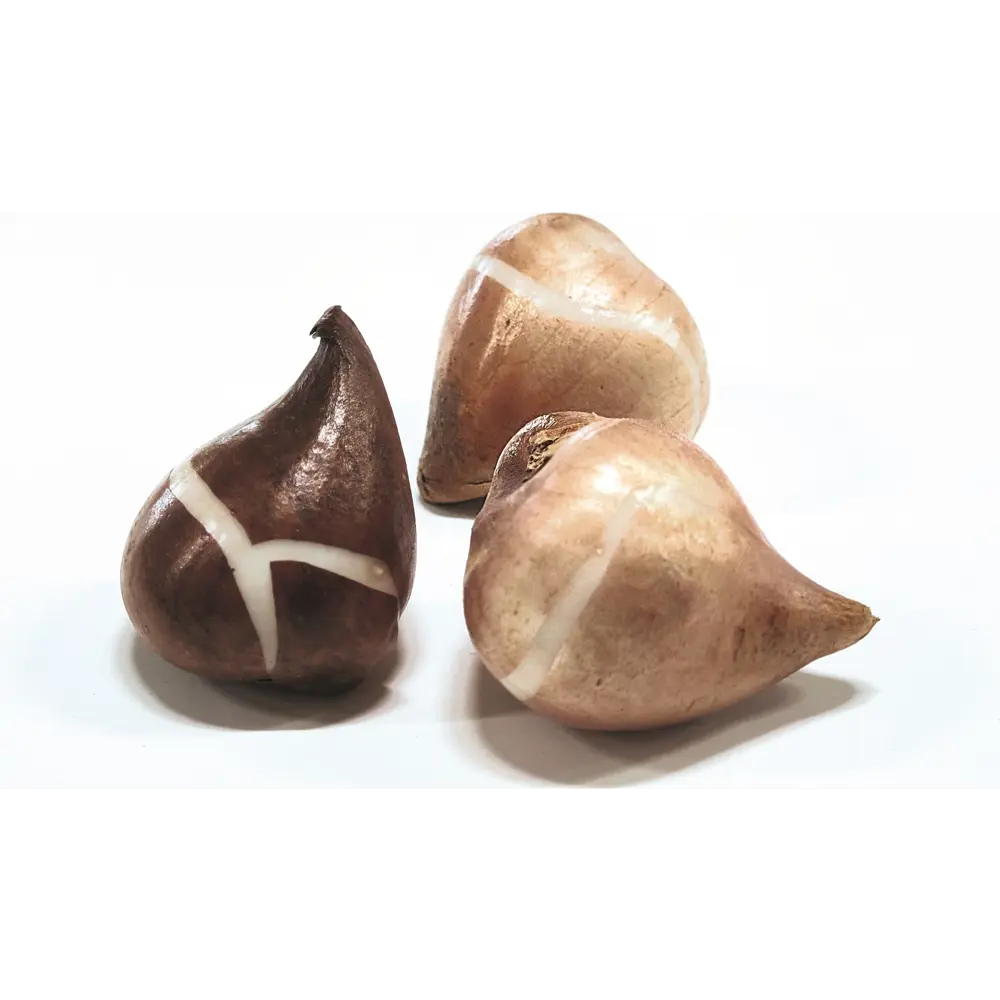 Тюльпан триумф Слава 3 шт GEOLIA STLM-2195141 - Вид №1