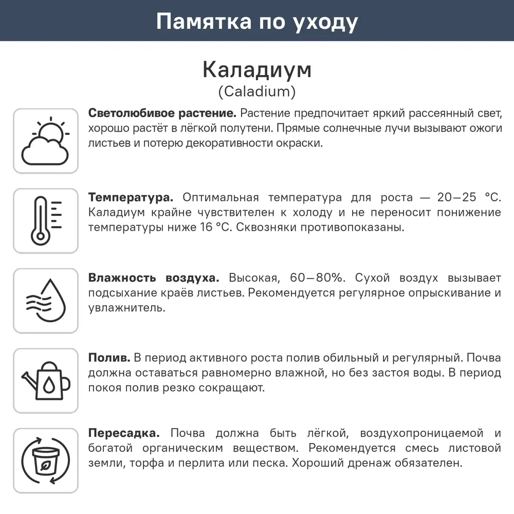 Каладиум Кандидум Сениор ø10.5 h25 см 89447110 STLM-2049549 ГОРКУНОВ  - Вид №2