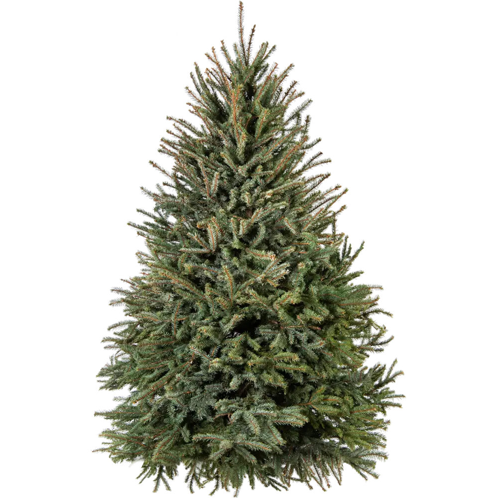 Ель Глаука Голубая живая срезанная 125-150 см 83005574 STLM-2127875 Santreyd 