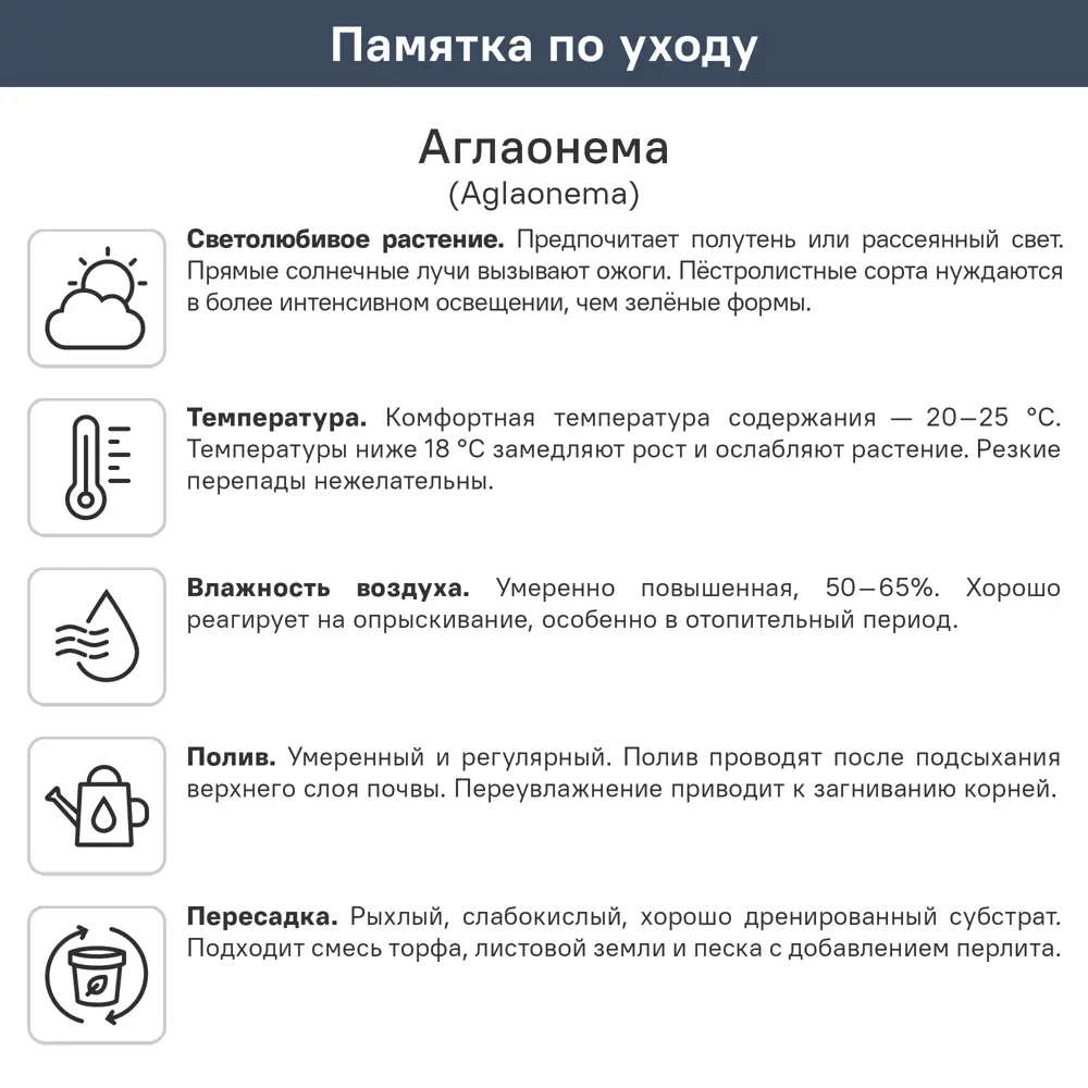 Аглаонема Лаки Ред ø10.5 h25 см 89447106 STLM-2191590 ГОРКУНОВ  - Вид №5