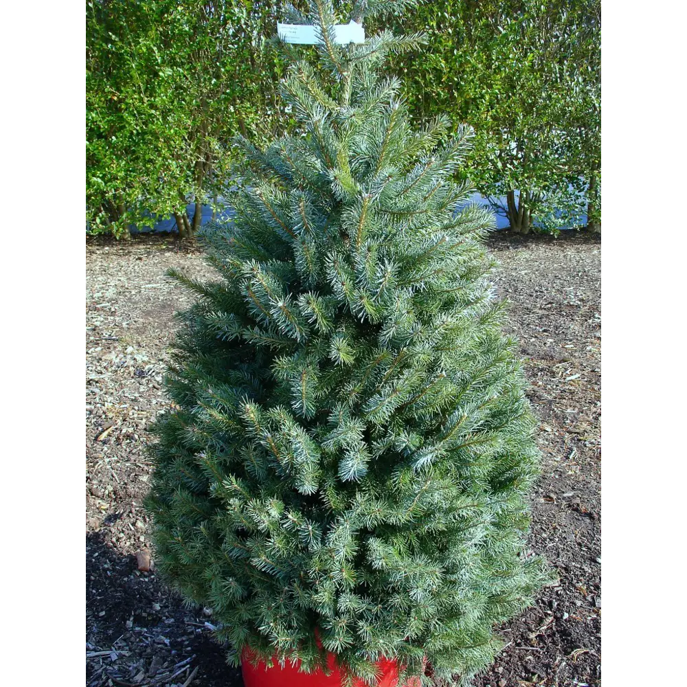 Ель сербская Оморика ø15 h85 см 84834201 STLM-2080878 PLANTMARKET 