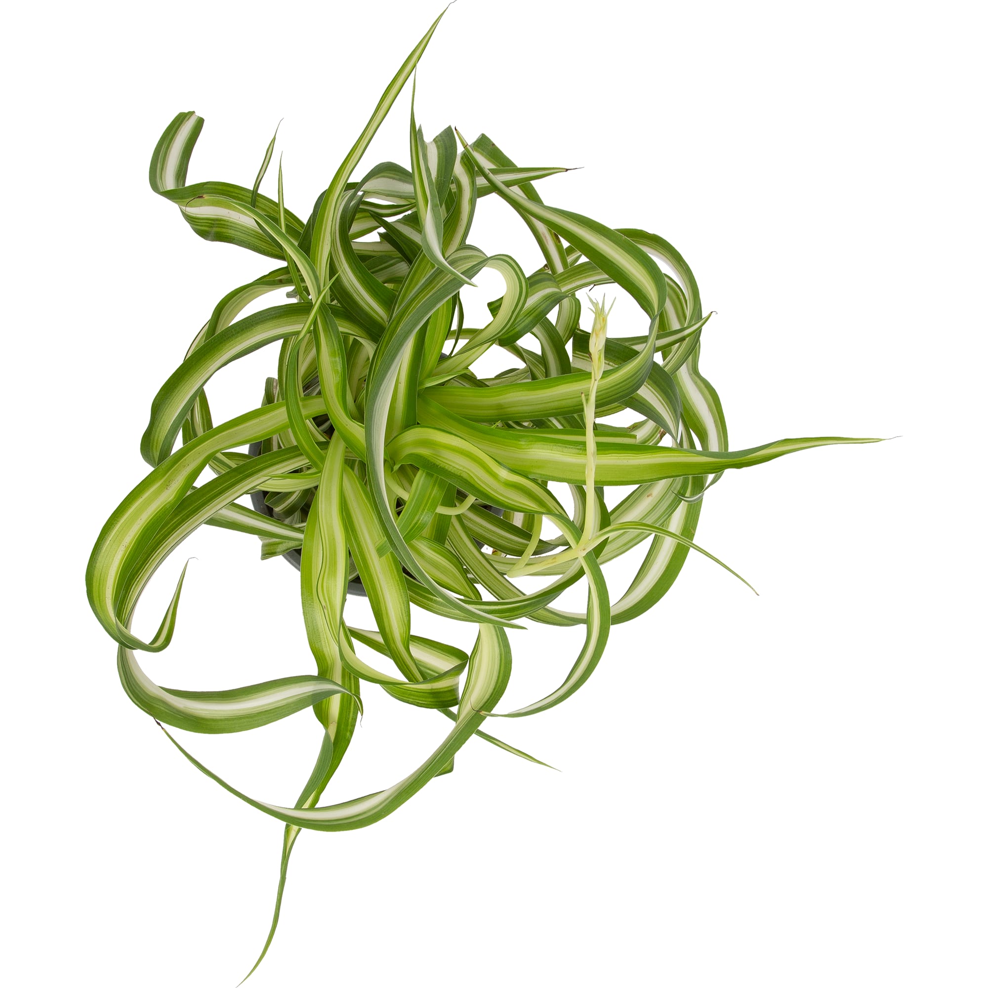 82578745 Хлорофитум комозум бонни d12 h20 Santreyd  - Вид №1