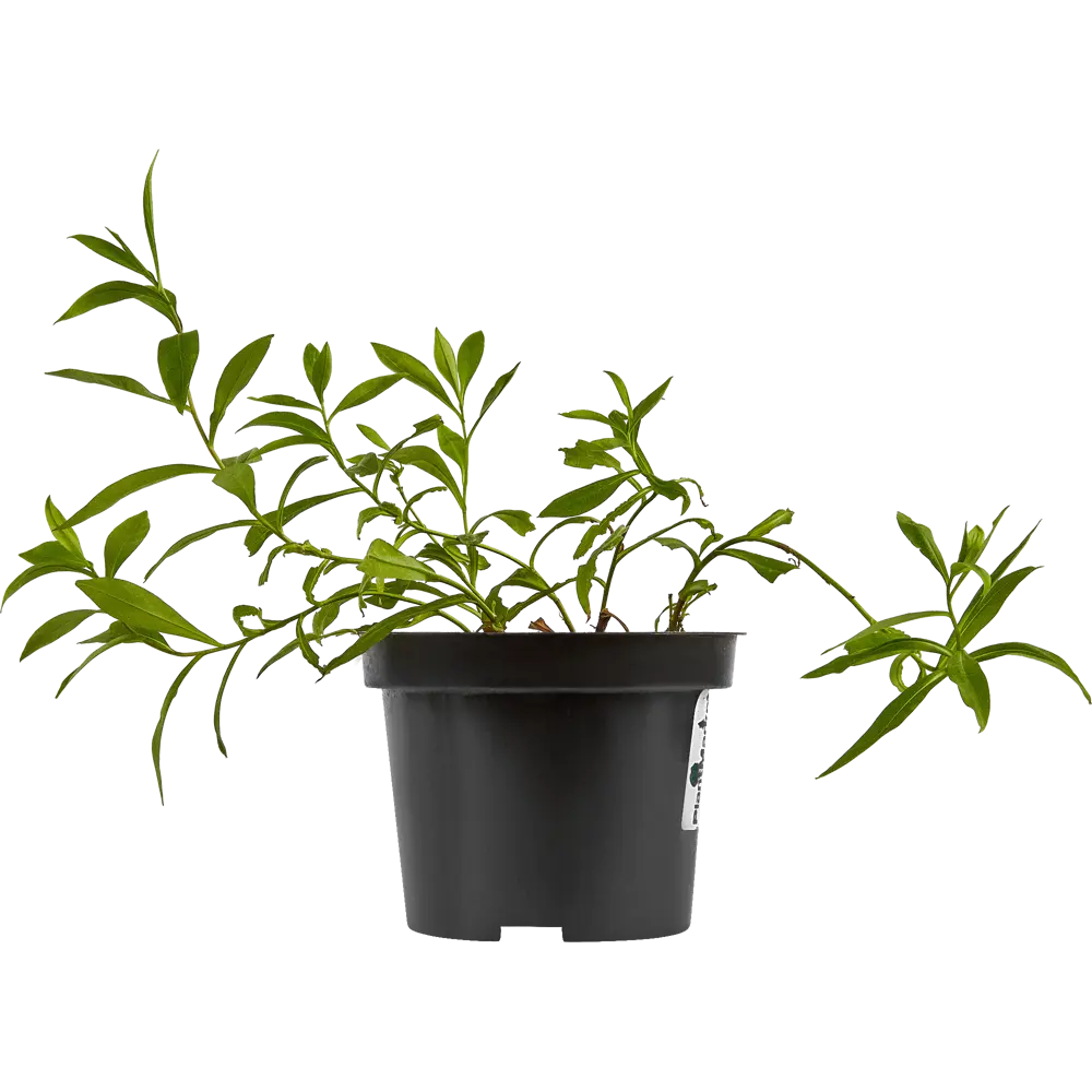 Астра альпийская Блю ø15 h40 см PLANTMARKET STLM-2131250