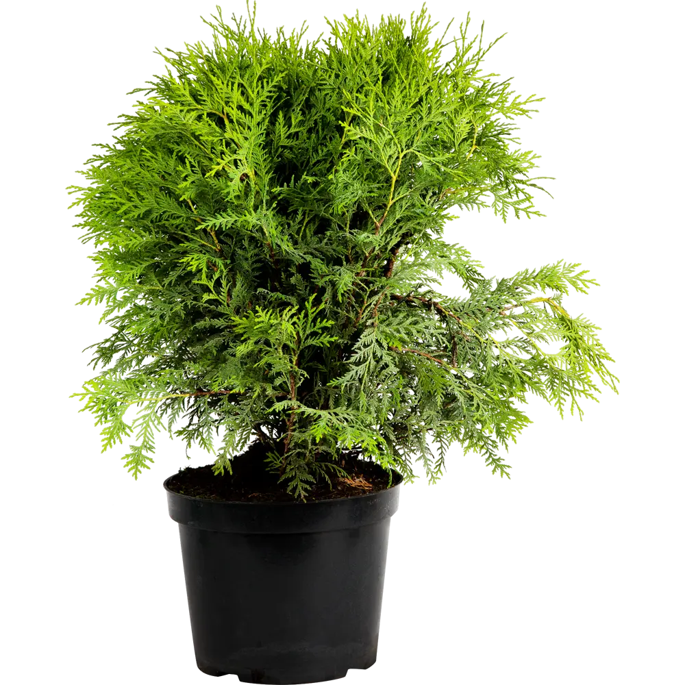 Туя западная «Литл Чемпион» C7.5 ГАВРИШ STLM-2189974